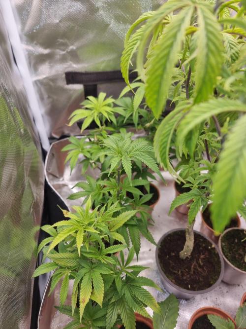 LCG cuttings.. Week 2