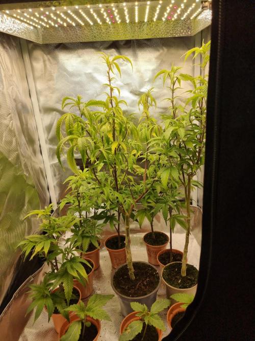 LCG cuttings.. Week 2