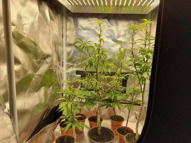 LCG cuttings.. Week 2