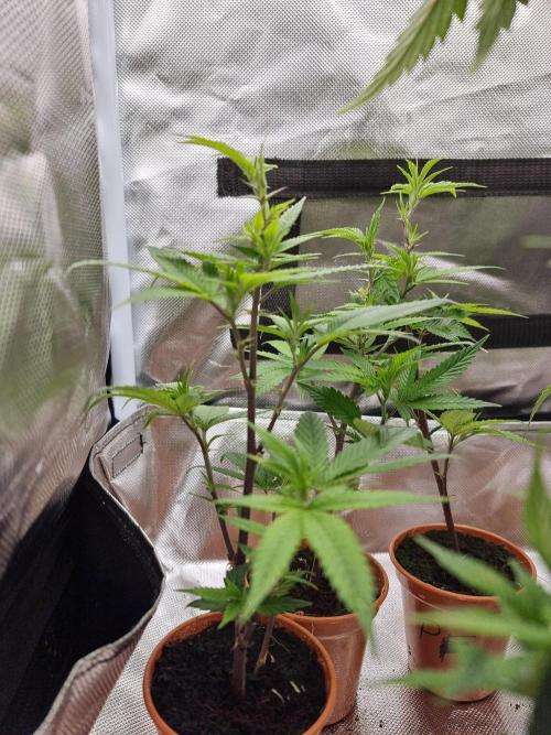 LCG cuttings.. Week 2