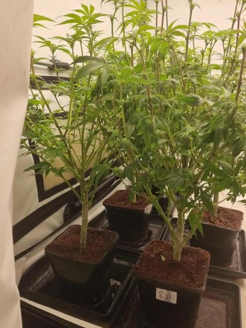 Monster cropped. Lemon cherry gelato