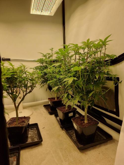 Monster cropped. Lemon cherry gelato. Week 18