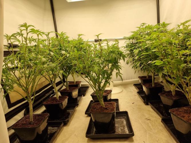 Monster cropped. Lemon cherry gelato. Week 18