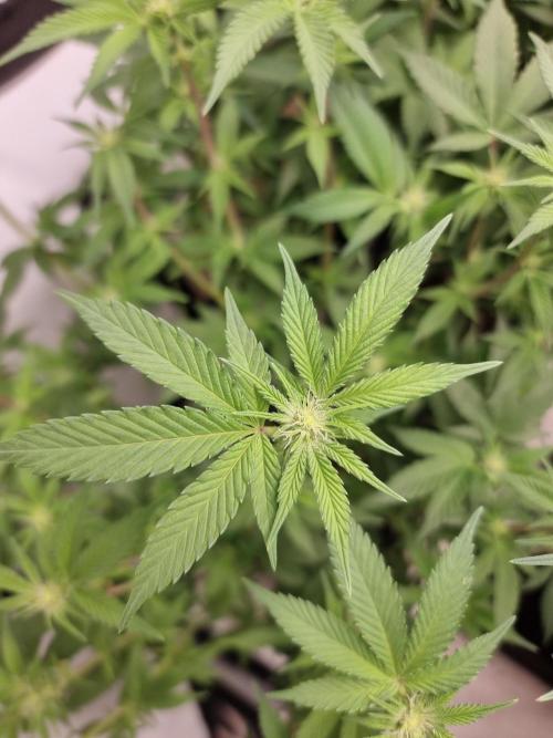 Monster cropped. Lemon cherry gelato. Week 18 - Day 14 flower