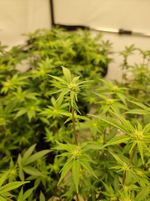 Monster cropped. Lemon cherry gelato. Week 18 - Day14