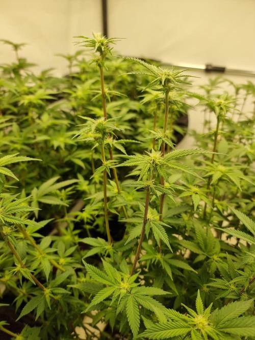 Monster cropped. Lemon cherry gelato. Week 18