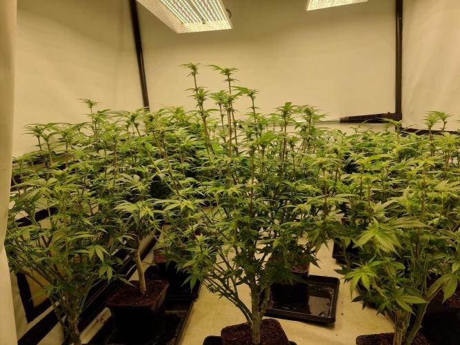 Monster cropped. Lemon cherry gelato. Week 19