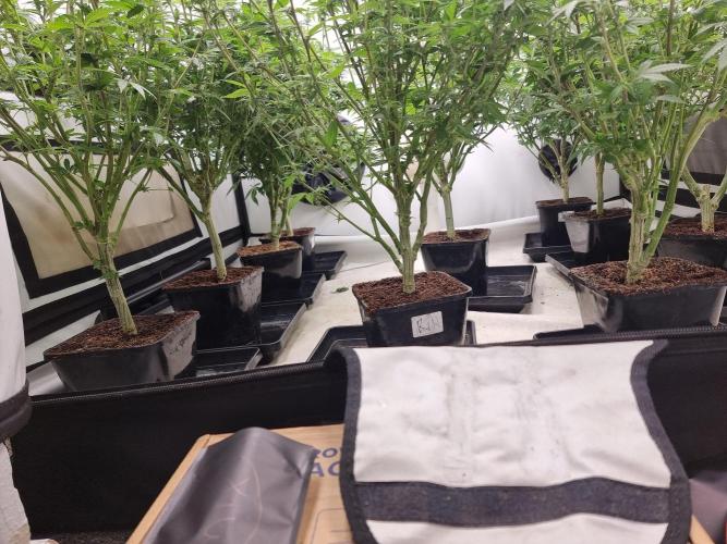 Monster cropped. Lemon cherry gelato. Week 19