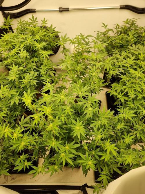 Monster cropped. Lemon cherry gelato. Week 19