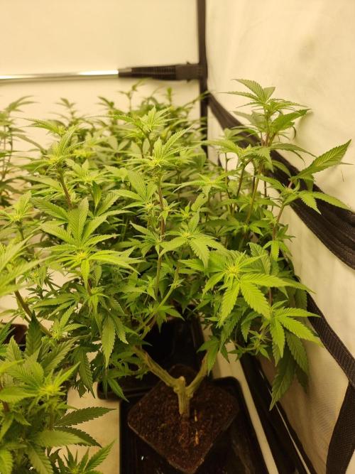 Monster cropped. Lemon cherry gelato. Week 19