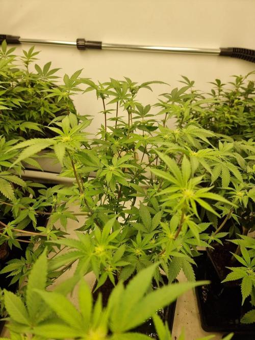 Monster cropped. Lemon cherry gelato. Week 19