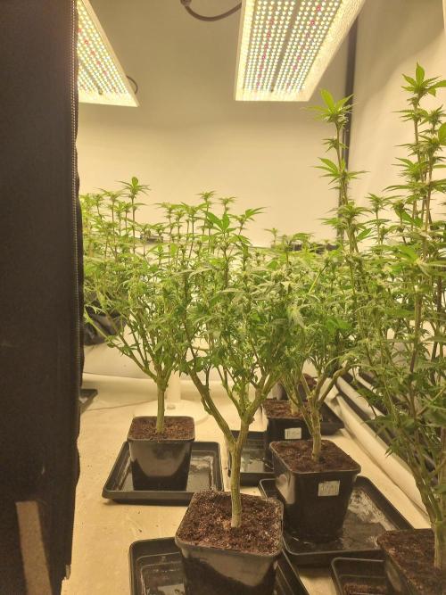 Monster cropped. Lemon cherry gelato. Week 19