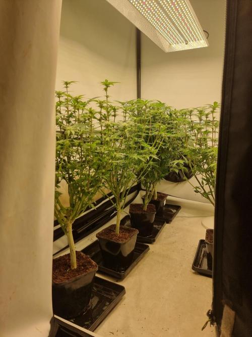 Monster cropped. Lemon cherry gelato. Week 19