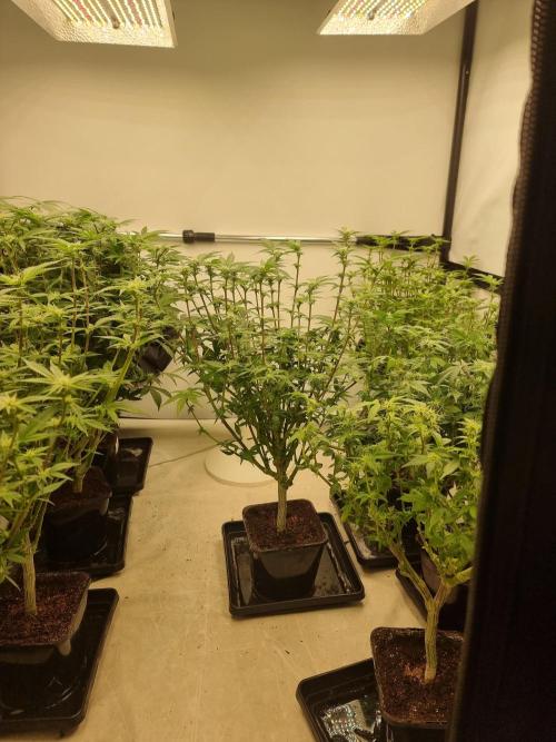 Monster cropped. Lemon cherry gelato. Week 19