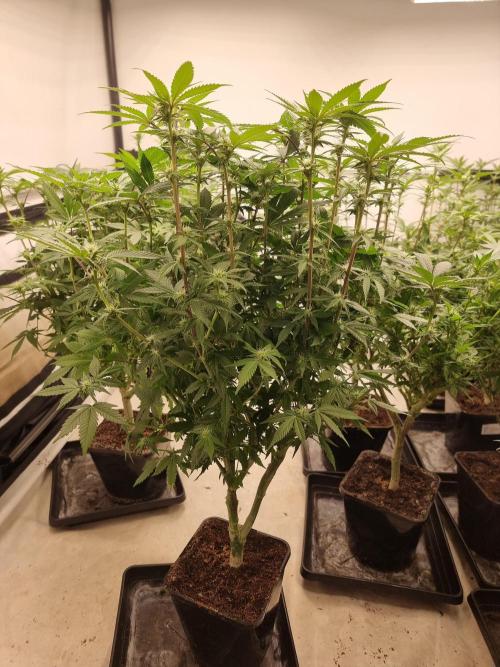 Monster cropped. Lemon cherry gelato. Week 19