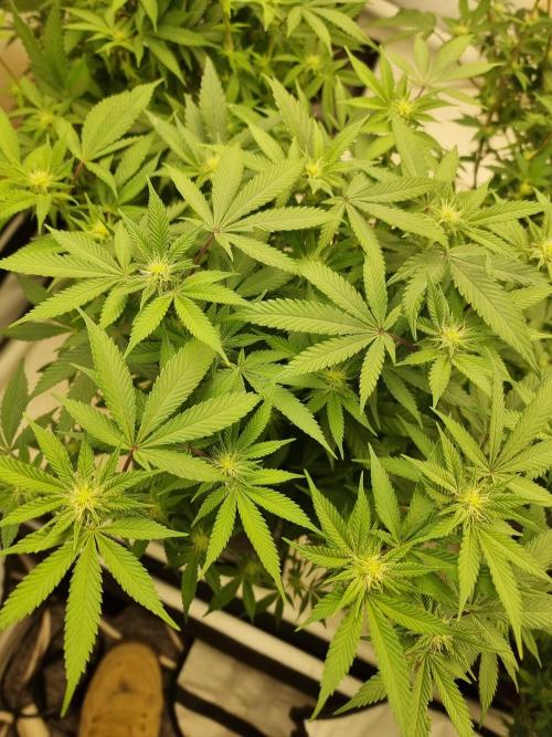 Monster cropped. Lemon cherry gelato. Week 19