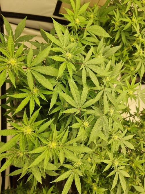 Monster cropped. Lemon cherry gelato. Week 19