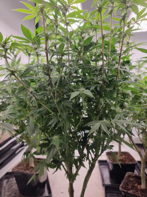 Monster cropped. Lemon cherry gelato. Week 19