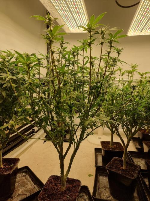 Monster cropped. Lemon cherry gelato. Week 19