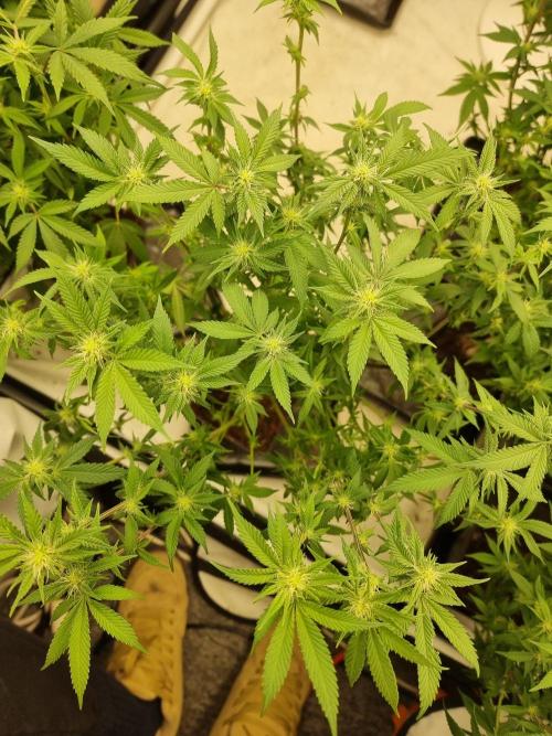 Monster cropped. Lemon cherry gelato. Week 19