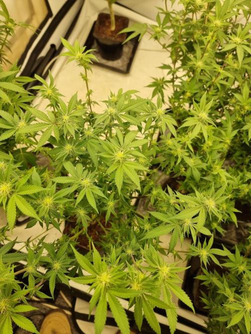 Monster cropped. Lemon cherry gelato. Week 19