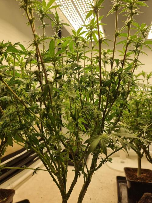 Monster cropped. Lemon cherry gelato. Week 19