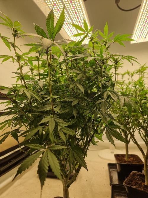 Monster cropped. Lemon cherry gelato. Week 19