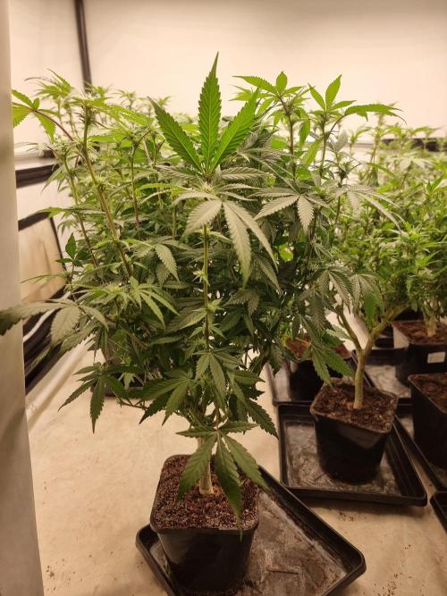 Monster cropped. Lemon cherry gelato. Week 19