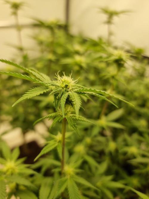 Monster cropped. Lemon cherry gelato. Week 19