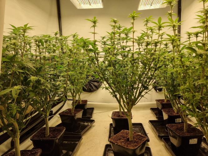 Monster cropped. Lemon cherry gelato. Week 19 - After defoliating 