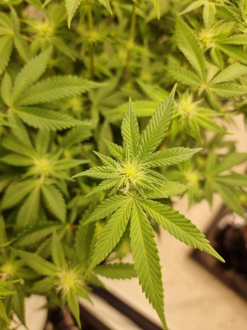 Monster cropped. Lemon cherry gelato. Week 19