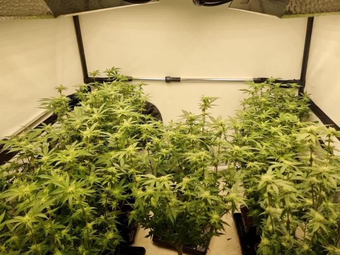 Monster cropped. Lemon cherry gelato