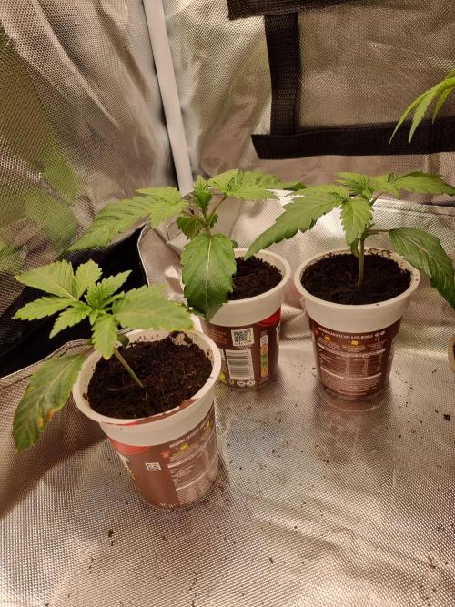 Blue zushi. dutch passion.. Week 2