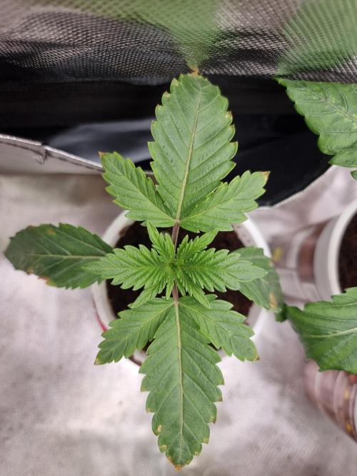 Blue zushi. dutch passion.. Week 2