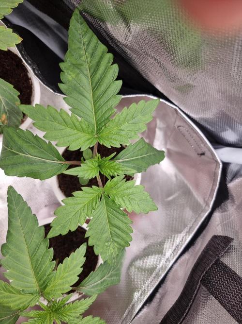 Blue zushi. dutch passion.. Week 2