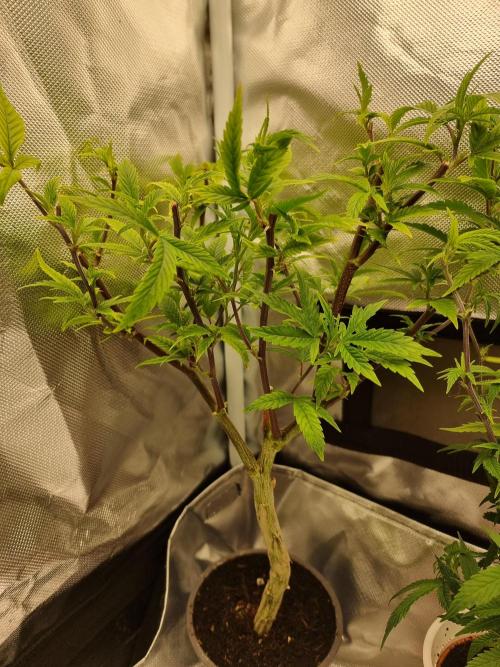 LCG cuttings.. Week 4