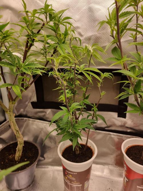 LCG cuttings.. Week 4