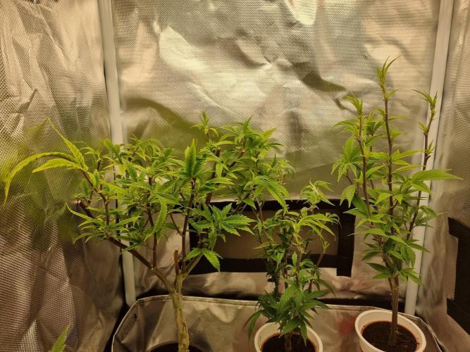 LCG cuttings.. Week 4