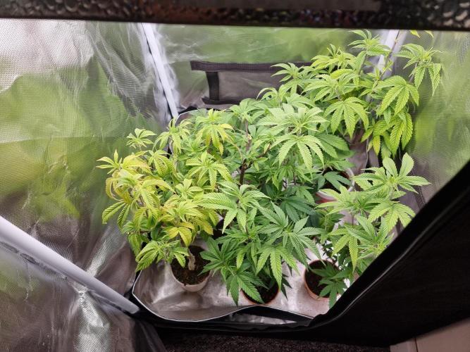 LCG cuttings.. Week 4 - Before defoliating 