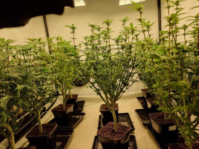 Monster cropped. Lemon cherry gelato. Week 20