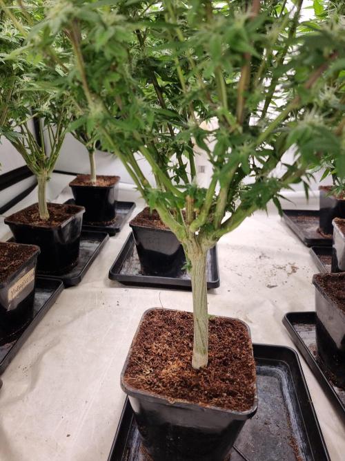 Monster cropped. Lemon cherry gelato. Week 20