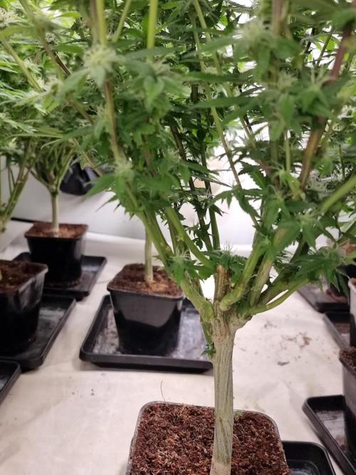 Monster cropped. Lemon cherry gelato