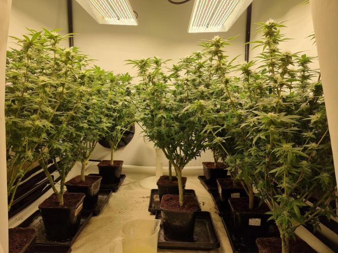 Monster cropped. Lemon cherry gelato. Week 20 - All in 2ltr pots for lots of dry backs.
I only feed 33% strength  after drying o