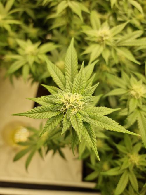 Monster cropped. Lemon cherry gelato. Week 20