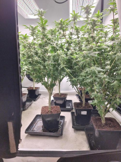 Monster cropped. Lemon cherry gelato. Week 21