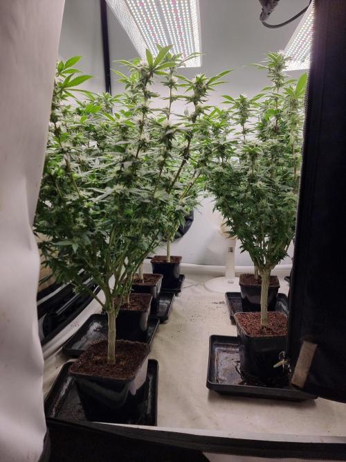 Monster cropped. Lemon cherry gelato. Week 21 - Filling in nice after defoliating. 