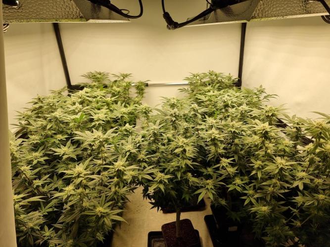 Monster cropped. Lemon cherry gelato. Week 21