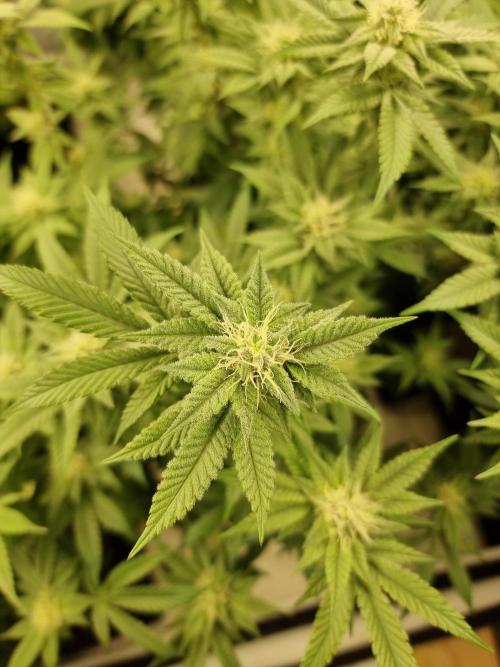 Monster cropped. Lemon cherry gelato. Week 21