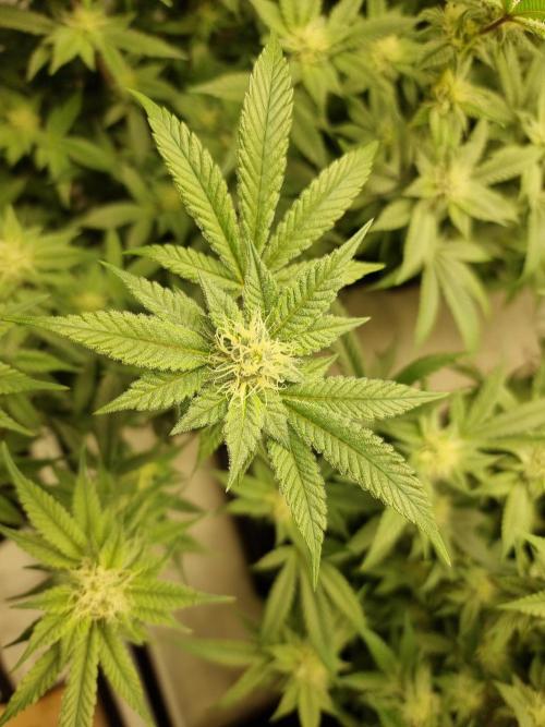 Monster cropped. Lemon cherry gelato. Week 21 - Frosty trichomes are on the screen.