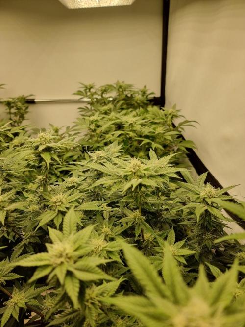 Monster cropped. Lemon cherry gelato. Week 21